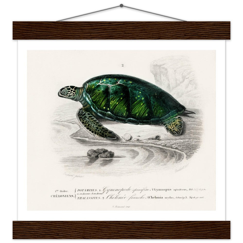 Green Sea Turtle | Classic Semi - Glossy Poster with Hanger - Lyrea