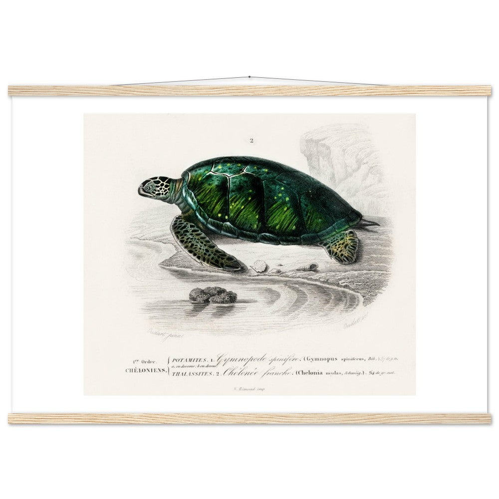Green Sea Turtle | Classic Semi - Glossy Poster with Hanger - Lyrea