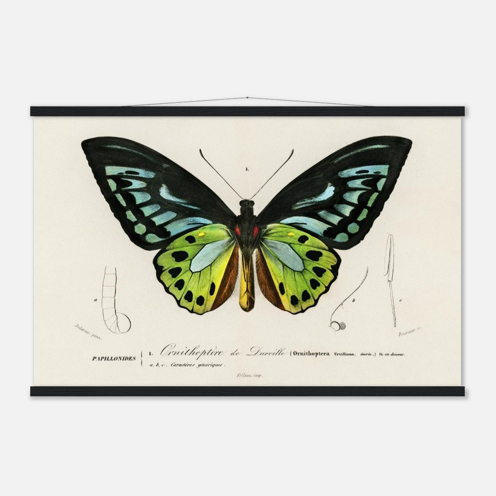 Green birdwing Classic Semi - Glossy Paper Poster with Hanger - Lyrea