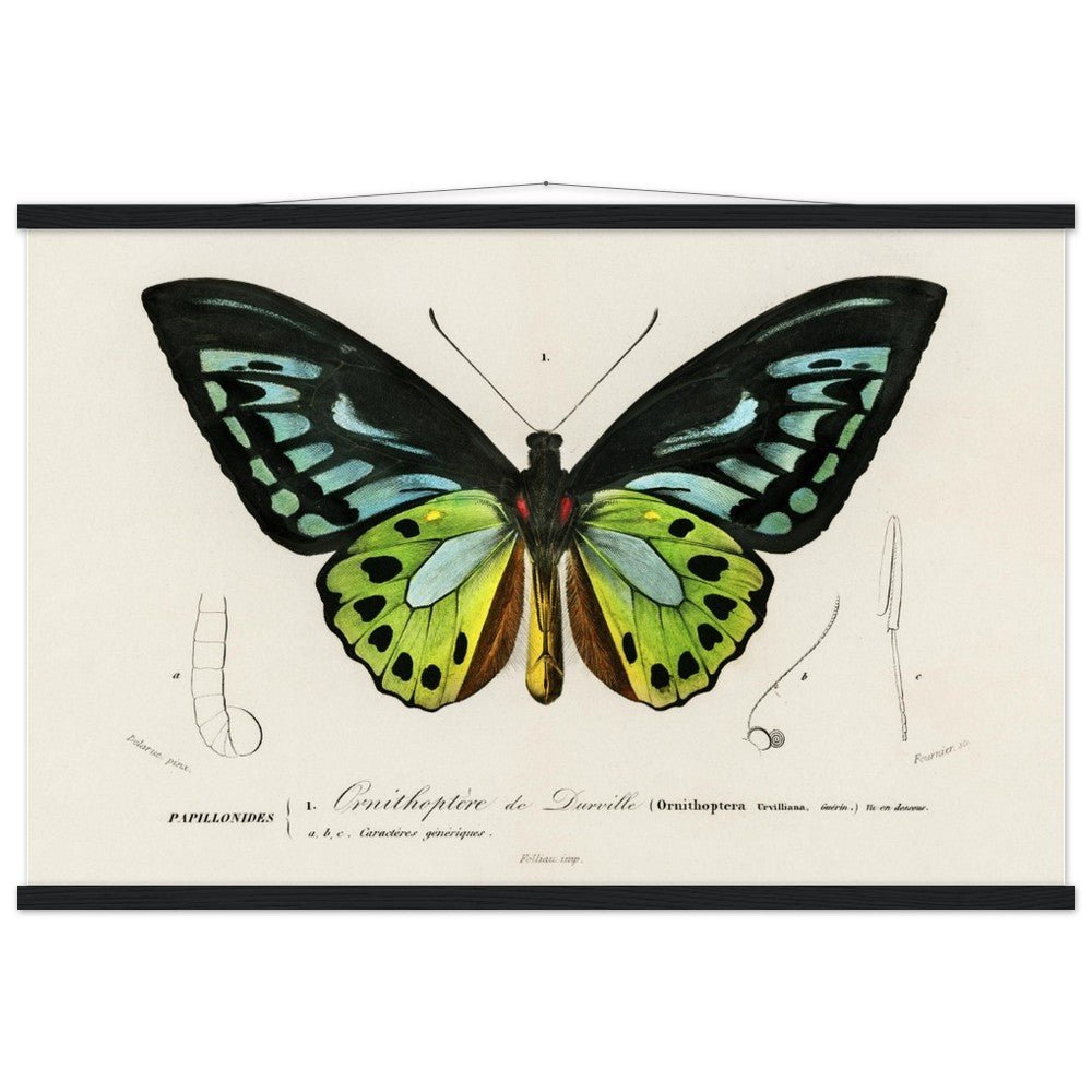 Green birdwing Classic Semi - Glossy Paper Poster with Hanger - Lyrea