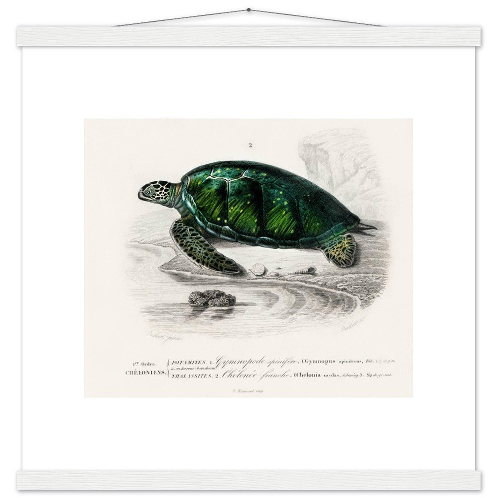 Green Sea Turtle | Classic Semi - Glossy Poster with Hanger - Lyrea