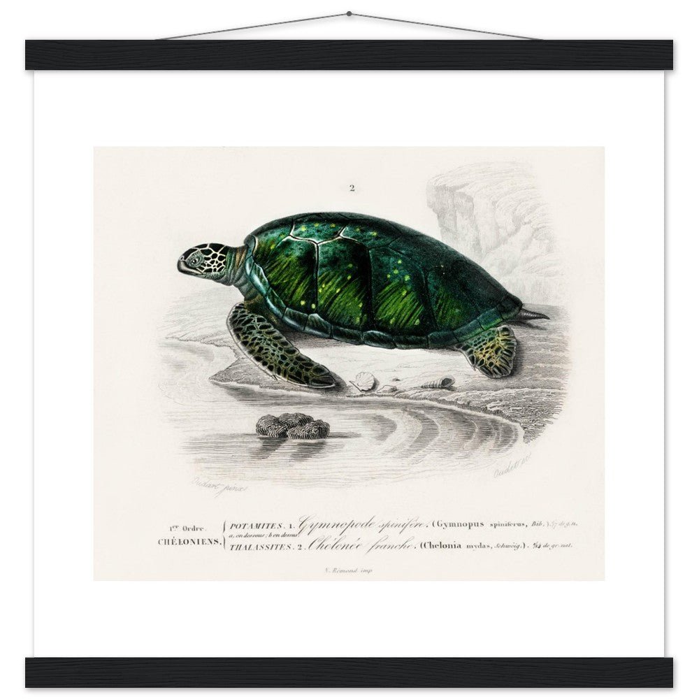 Green Sea Turtle | Classic Semi - Glossy Poster with Hanger - Lyrea