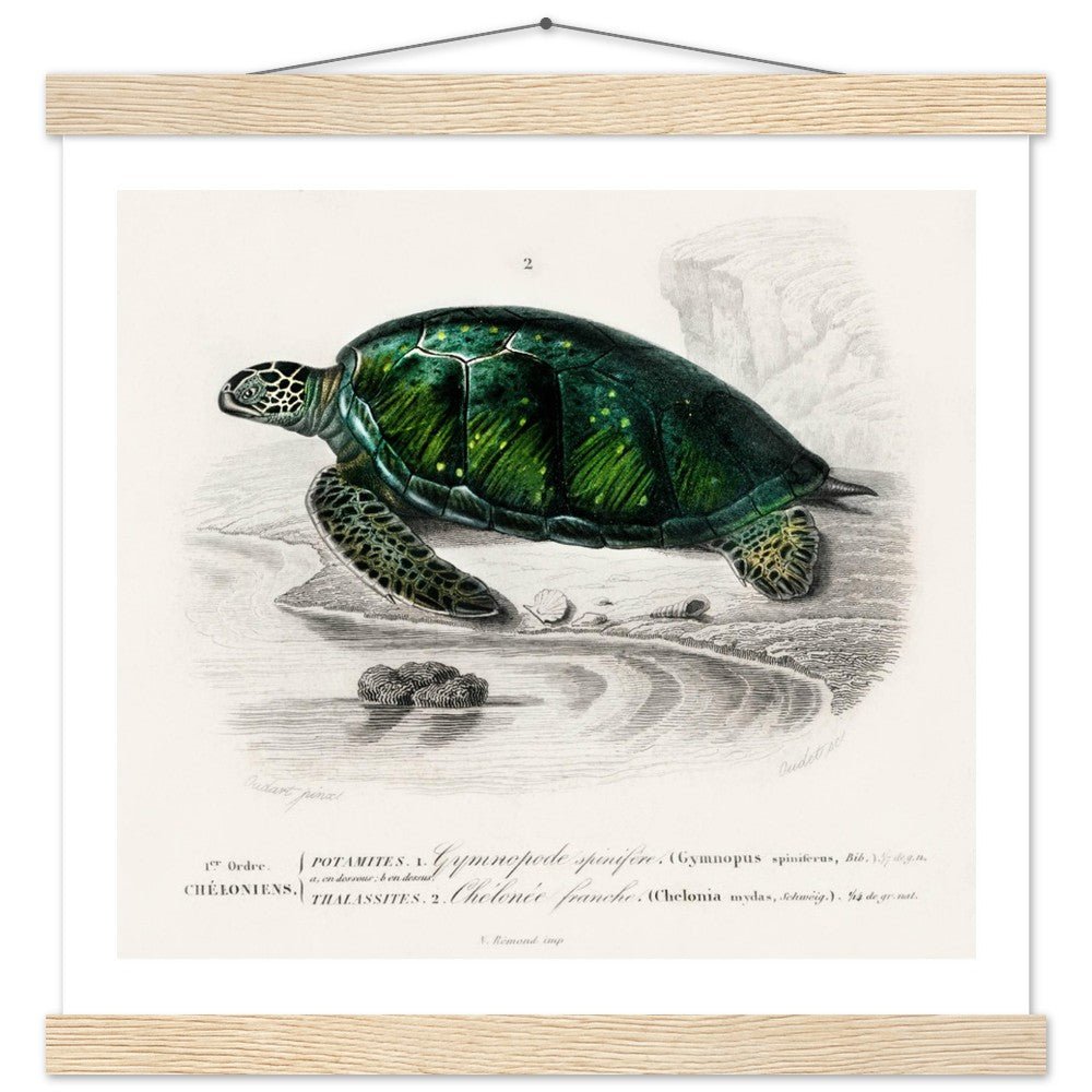 Green Sea Turtle | Classic Semi - Glossy Poster with Hanger - Lyrea