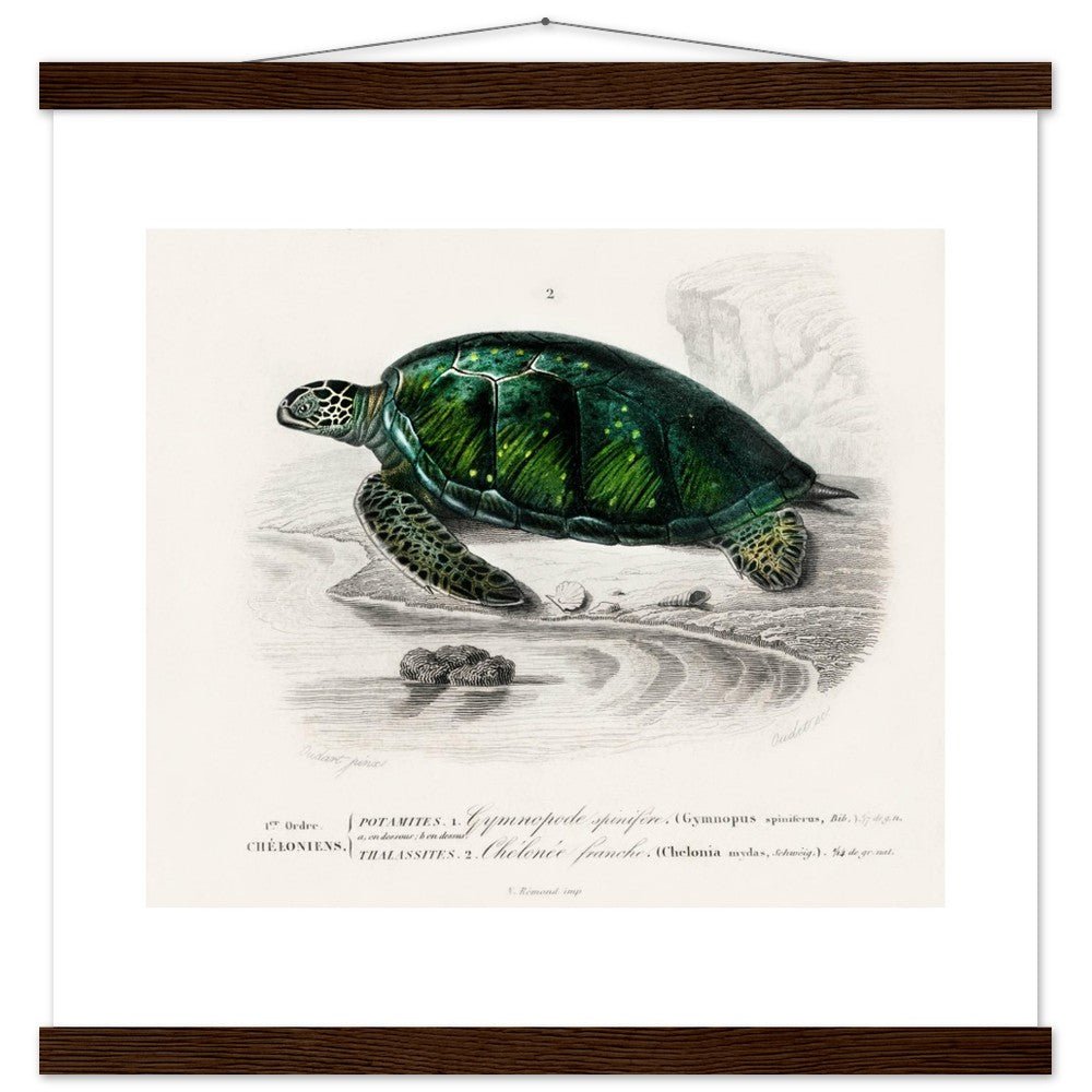 Green Sea Turtle | Classic Semi - Glossy Poster with Hanger - Lyrea