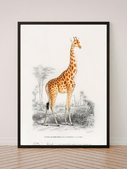 Giraffa camelopardalis art print in a black frame, leaning against a white wall on a wood floor