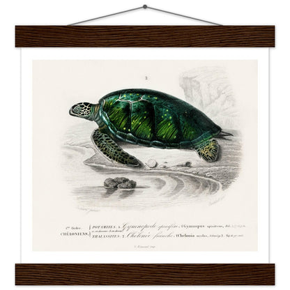 Green Sea Turtle | Classic Semi - Glossy Poster with Hanger - Lyrea