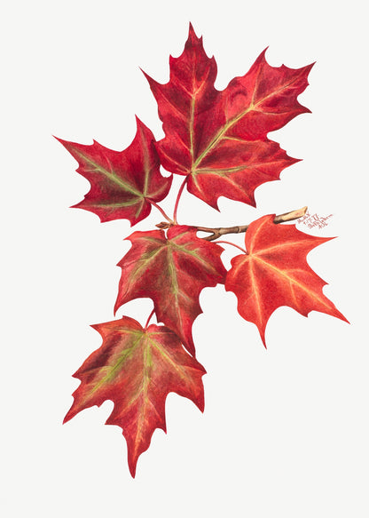 Autumn Leaves