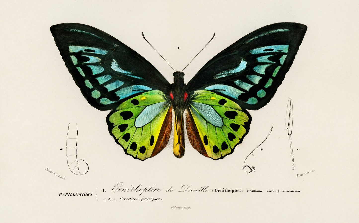 Green birdwing