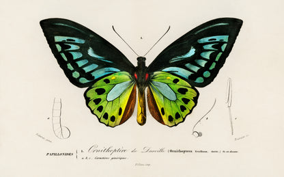 Green birdwing