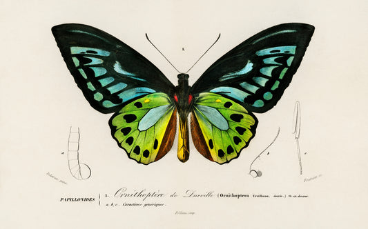 Green birdwing