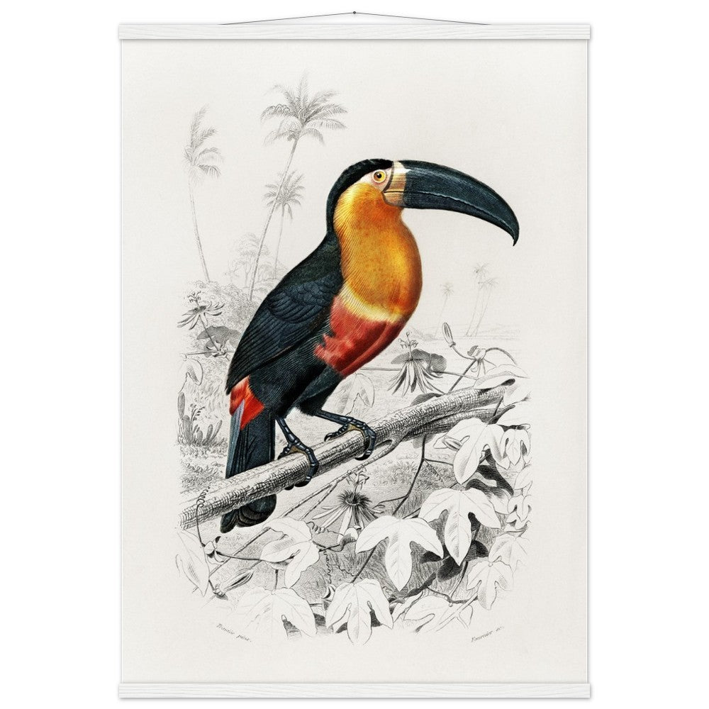 Toucan (Ramphastos) Classic Semi - Glossy Paper Poster with Hanger - Lyrea