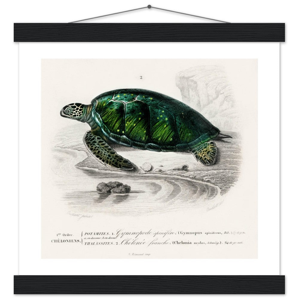 Green Sea Turtle | Classic Semi - Glossy Poster with Hanger - Lyrea