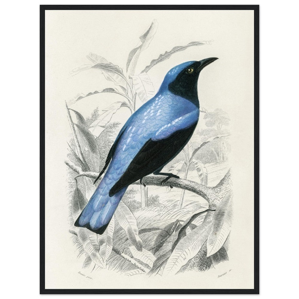 Square - tailed drongo | Classic Semi - Glossy Paper Wooden Framed Poster - Lyrea