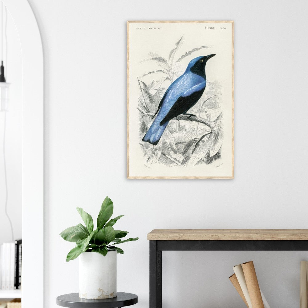 Square - tailed drongo | Classic Semi - Glossy Paper Wooden Framed Poster - Lyrea