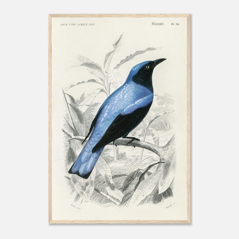 Square - tailed drongo | Classic Semi - Glossy Paper Wooden Framed Poster - Lyrea