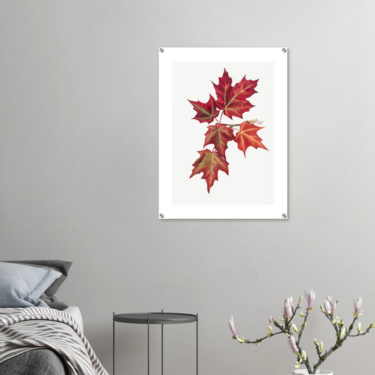 Acrylic Print | Autumn Leaves - Lyrea