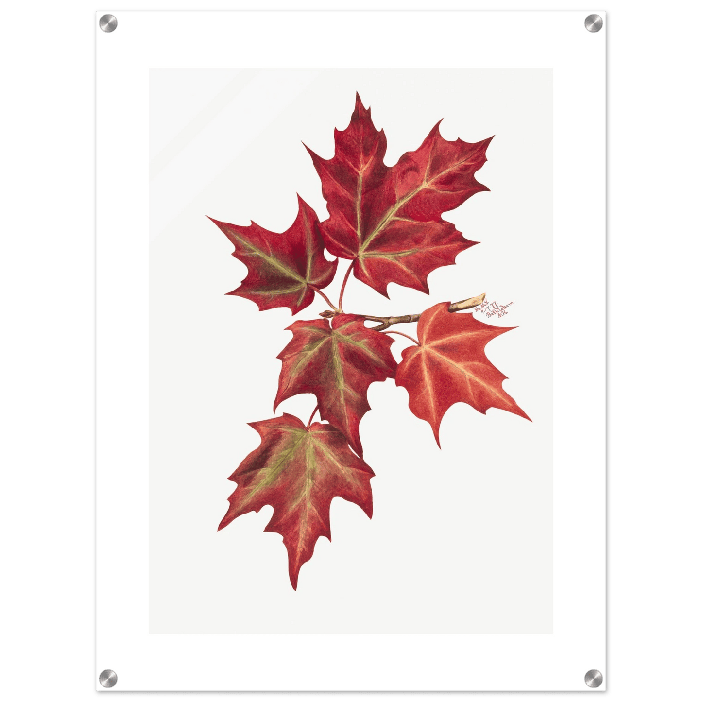 Acrylic Print | Autumn Leaves - Lyrea