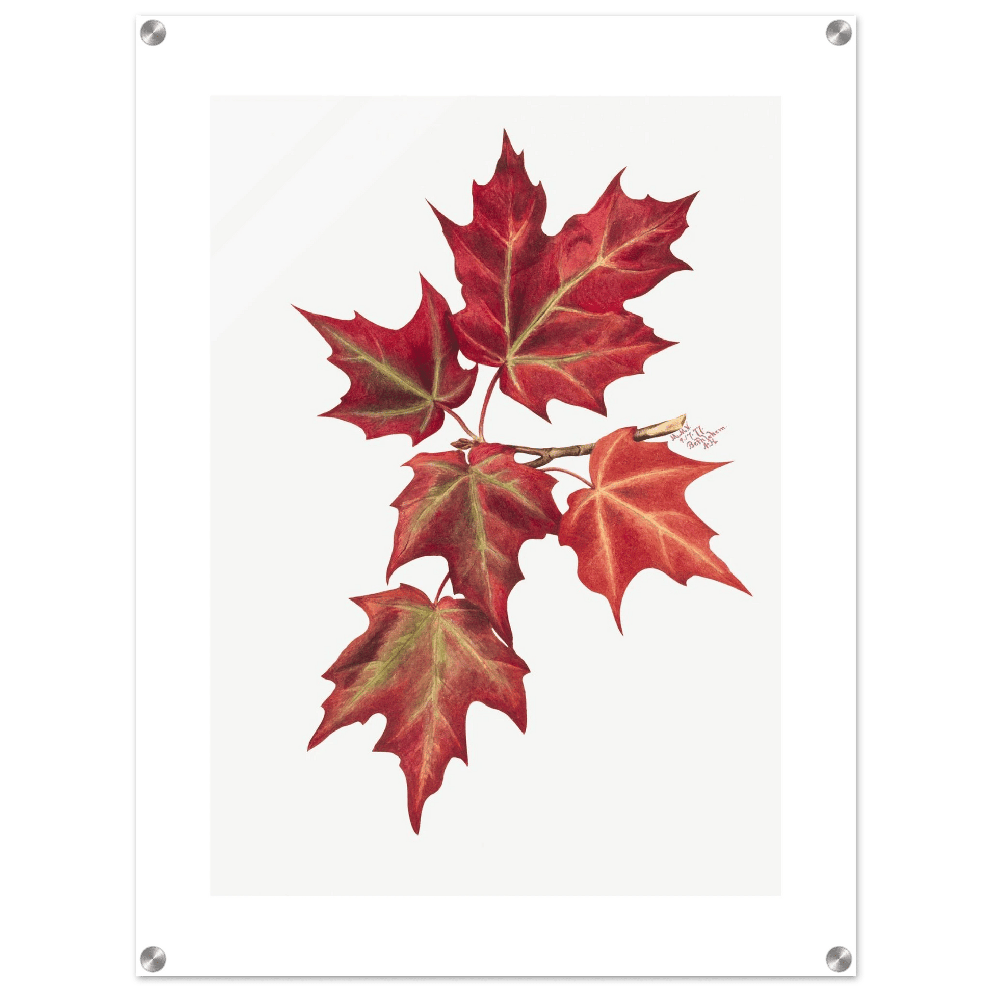 Acrylic Print | Autumn Leaves - Lyrea