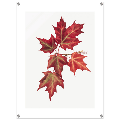 Acrylic Print | Autumn Leaves - Lyrea