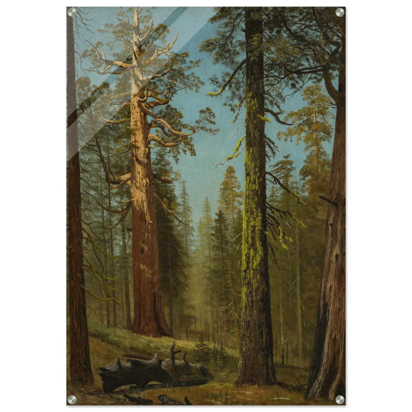 Acrylic Print | The Grizzly Giant Sequoia - Lyrea