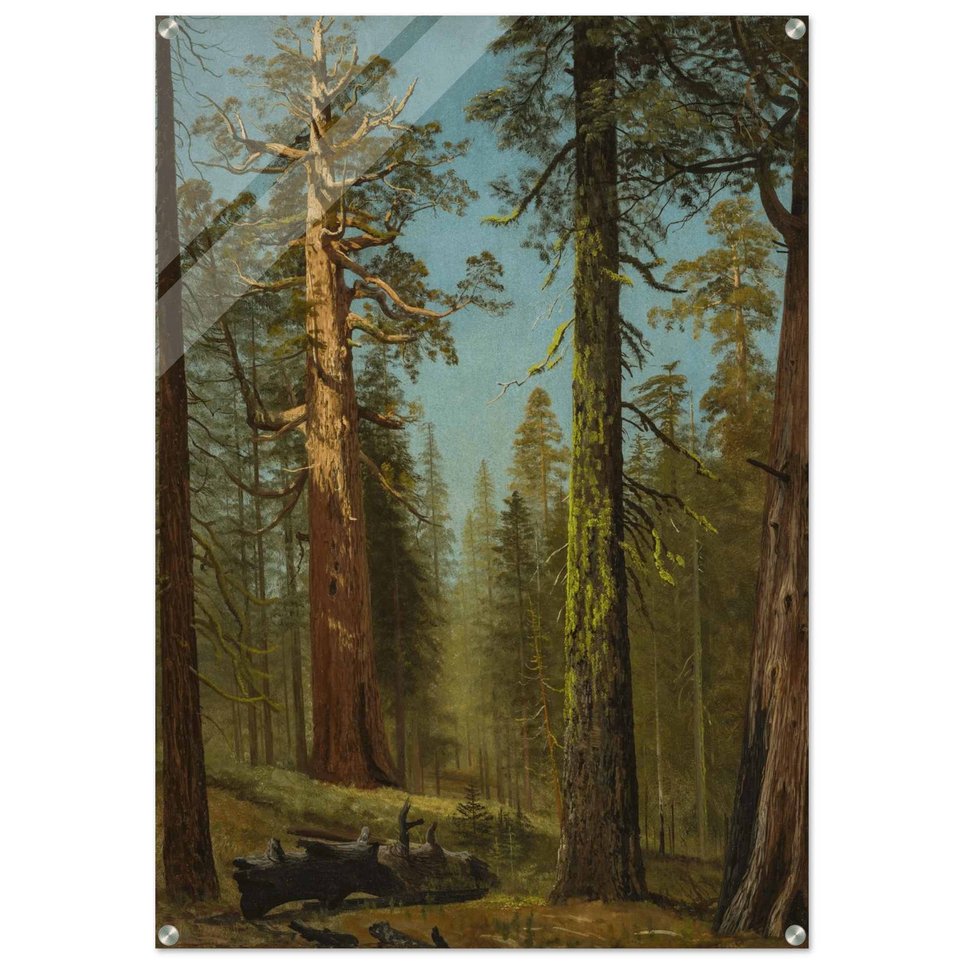 Acrylic Print | The Grizzly Giant Sequoia - Lyrea