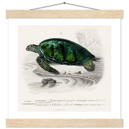 Green Sea Turtle | Classic Semi - Glossy Poster with Hanger - Lyrea
