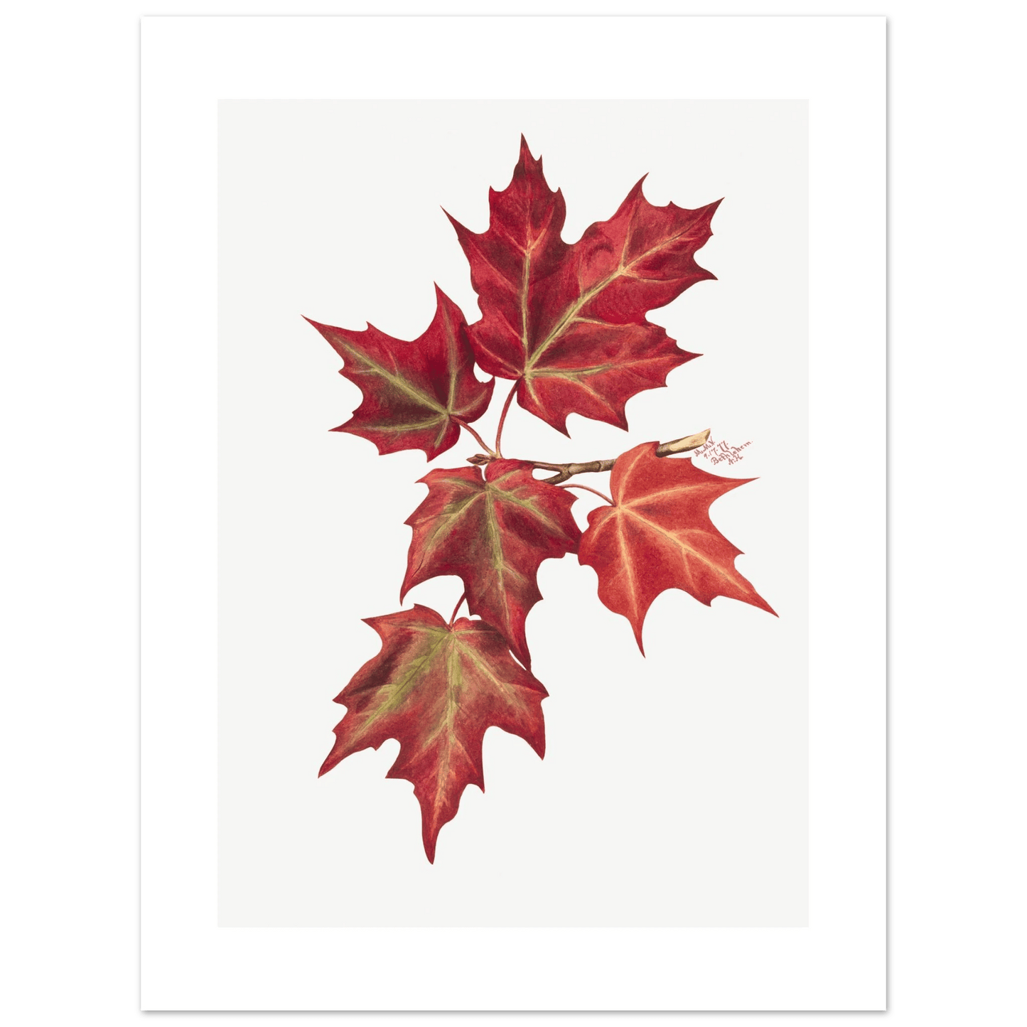Aluminum Print | Autumn Leaves - Lyrea