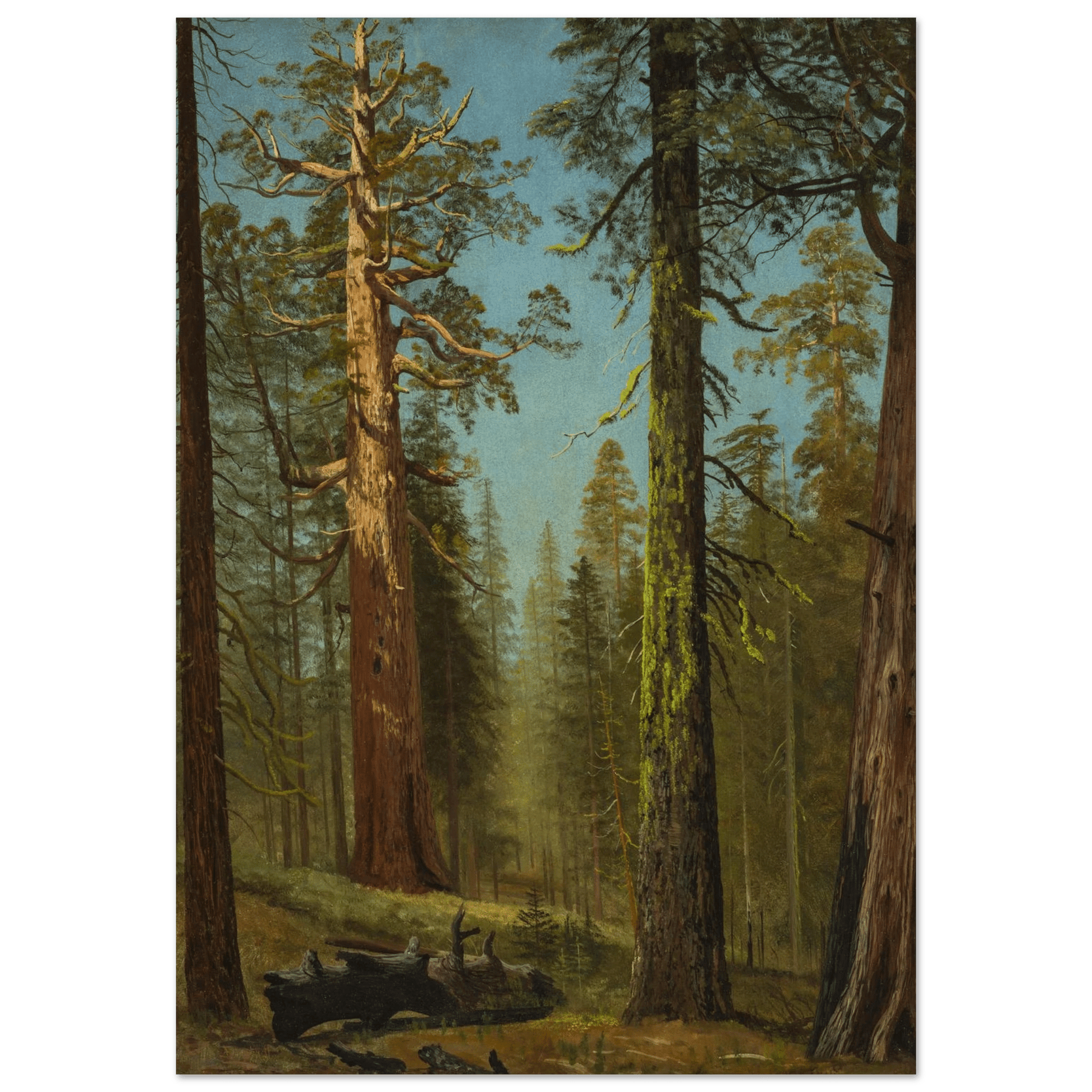 Aluminum Print | The Grizzly Giant Sequoia - Lyrea
