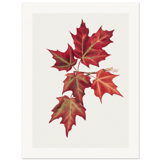 Autumn Leaves | Museum - Quality Paper - Lyrea