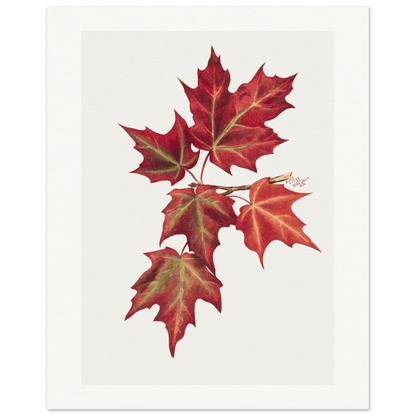 Autumn Leaves | Museum - Quality Paper - Lyrea