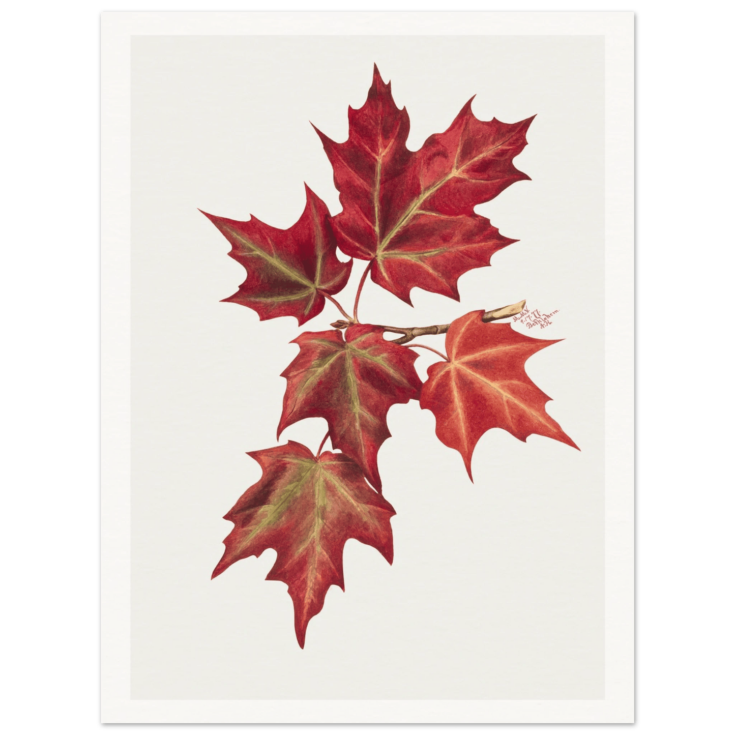 Autumn Leaves | Museum - Quality Paper - Lyrea