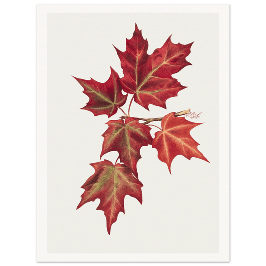 Autumn Leaves | Museum - Quality Paper - Lyrea