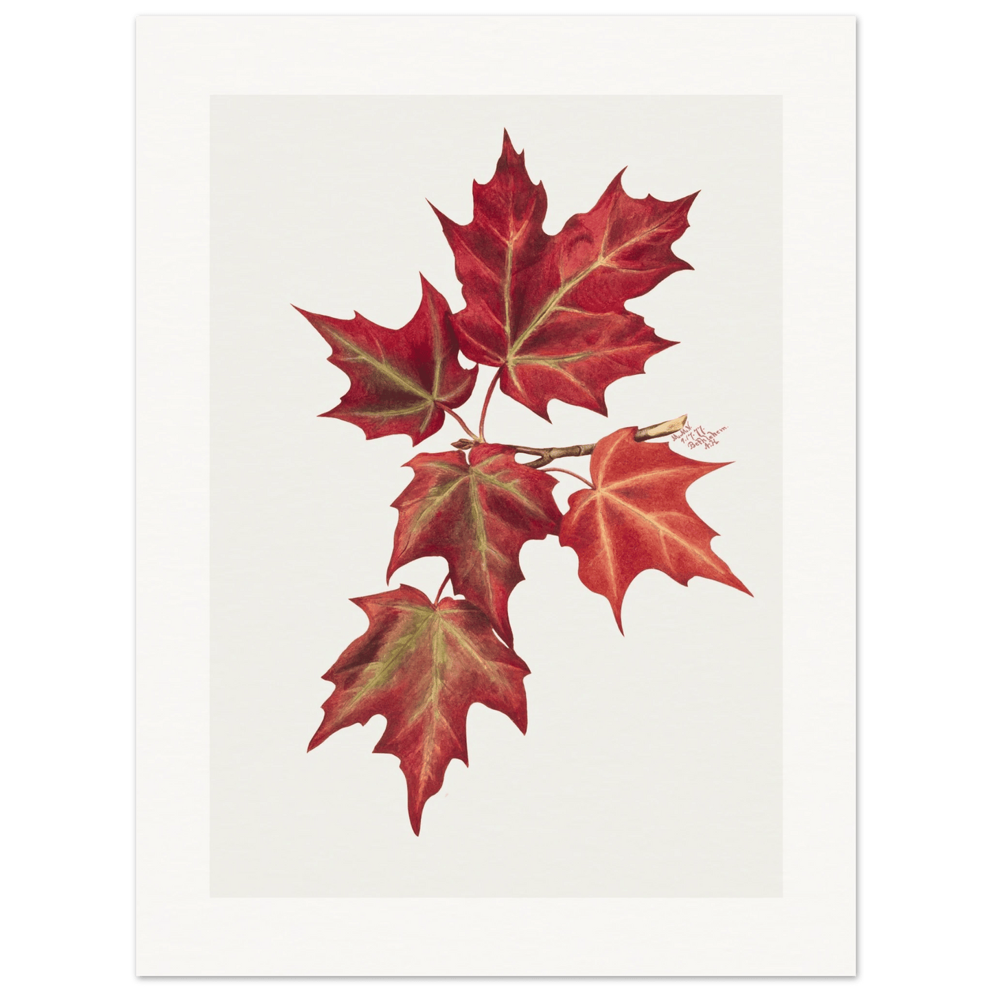 Autumn Leaves | Museum - Quality Paper - Lyrea