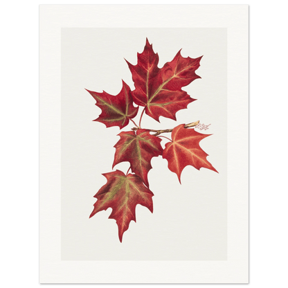 Autumn Leaves | Museum - Quality Paper - Lyrea