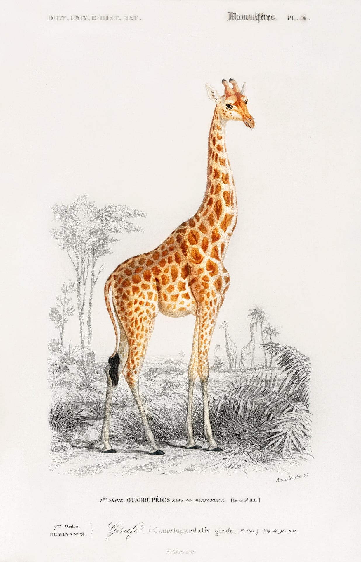 Giraffa camelopardalis