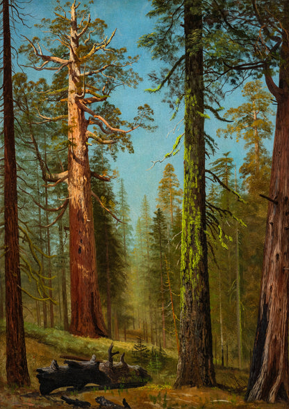 The Grizzly Giant Sequoia, Mariposa Grove