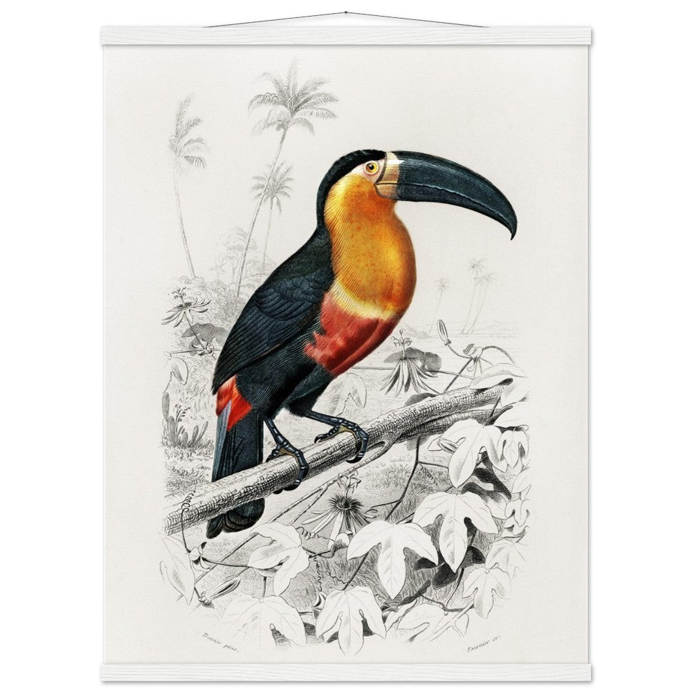 Toucan (Ramphastos) Classic Semi - Glossy Paper Poster with Hanger - Lyrea