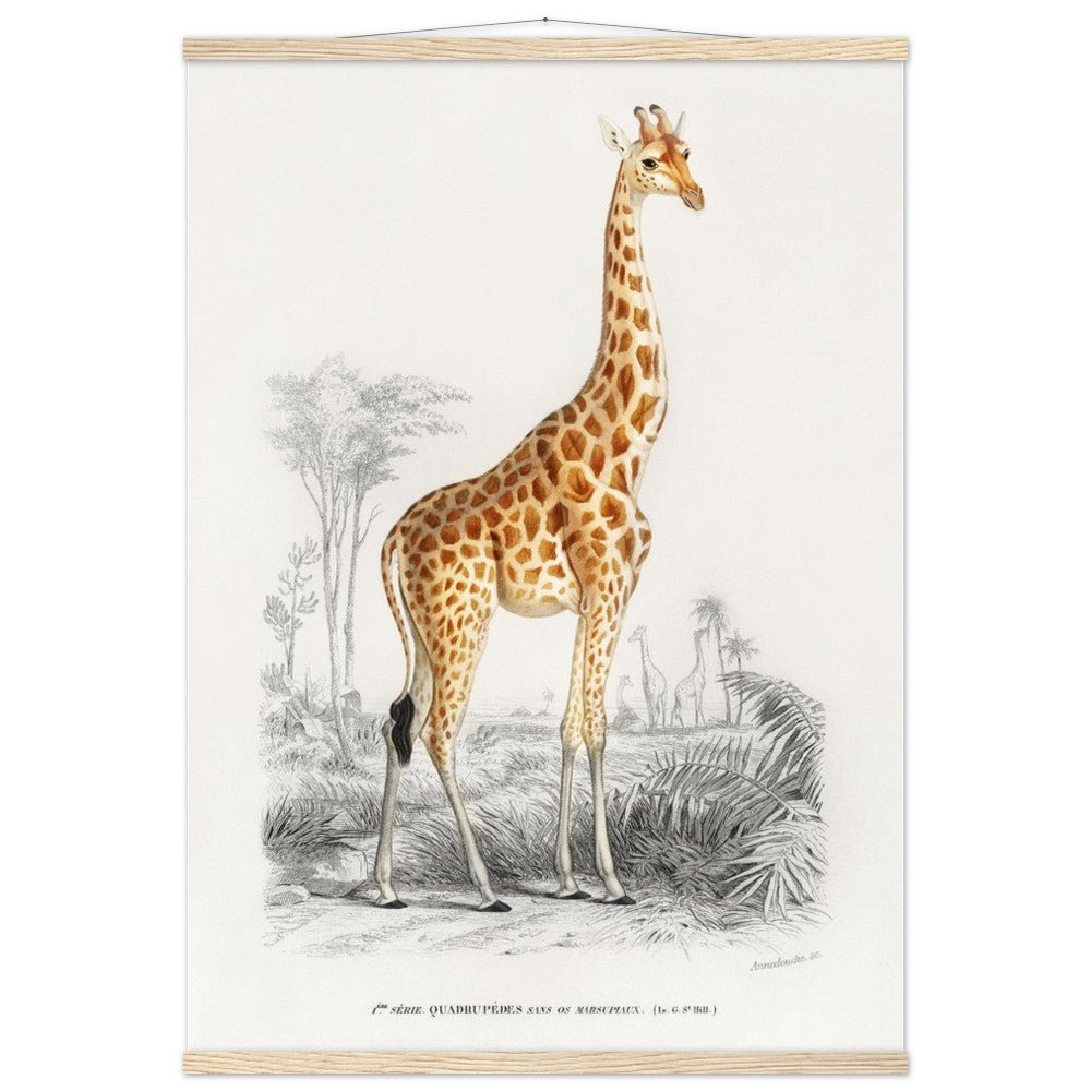 Giraffa camelopardalis | Classic Semi-Glossy Paper Poster with Hanger - My Store