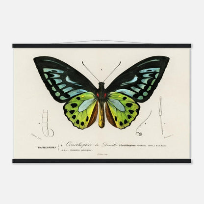 Green birdwing Classic Semi - Glossy Paper Poster with Hanger - Lyrea
