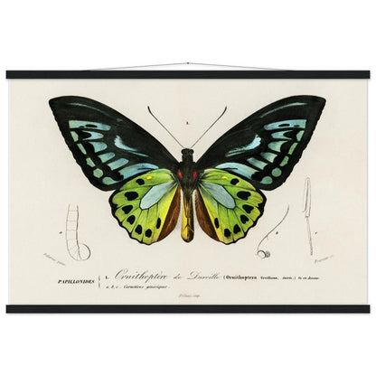 Green birdwing Classic Semi - Glossy Paper Poster with Hanger - Lyrea