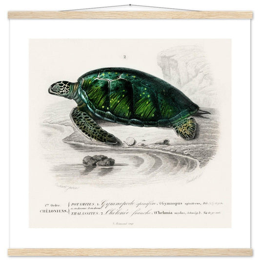 Green Sea Turtle | Classic Semi - Glossy Poster with Hanger - Lyrea