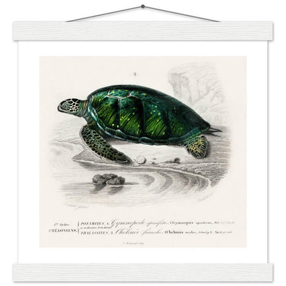 Green Sea Turtle | Classic Semi - Glossy Poster with Hanger - Lyrea
