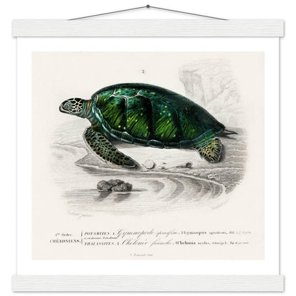 Green Sea Turtle | Classic Semi - Glossy Poster with Hanger - Lyrea