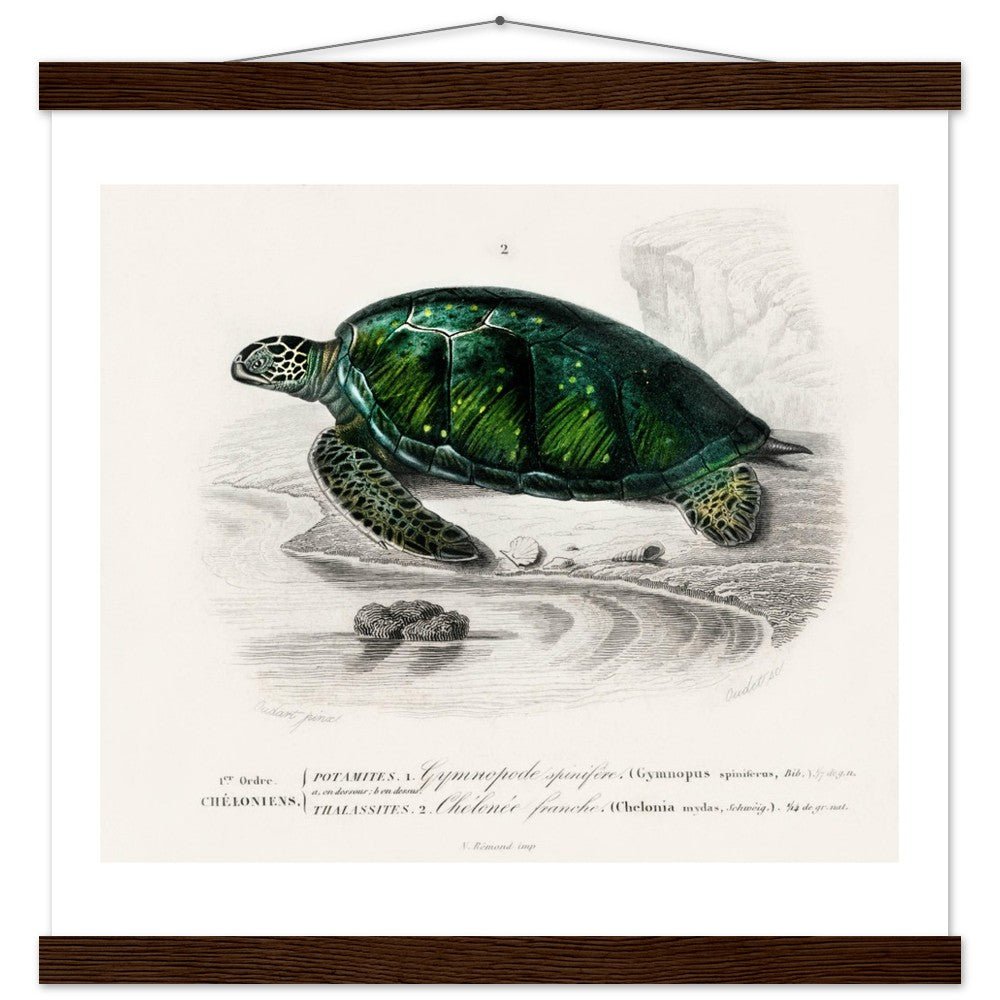 Green Sea Turtle | Classic Semi - Glossy Poster with Hanger - Lyrea