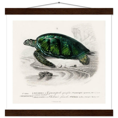 Green Sea Turtle | Classic Semi - Glossy Poster with Hanger - Lyrea