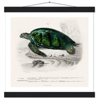 Green Sea Turtle | Classic Semi - Glossy Poster with Hanger - Lyrea
