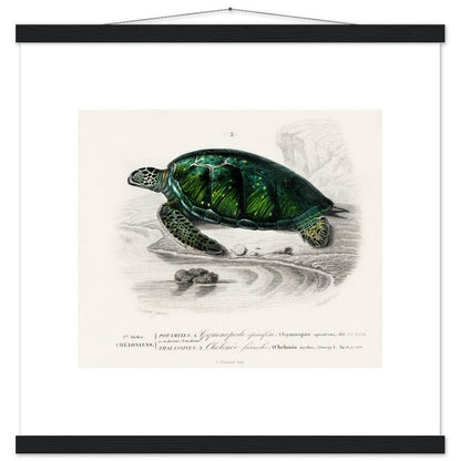 Green Sea Turtle | Classic Semi - Glossy Poster with Hanger - Lyrea