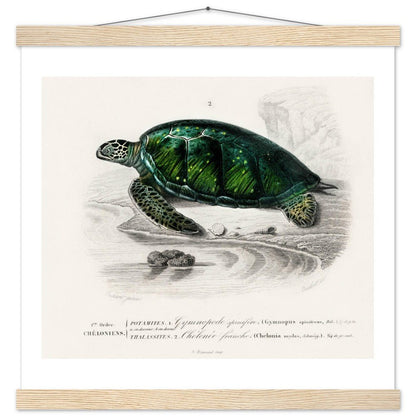 Green Sea Turtle | Classic Semi - Glossy Poster with Hanger - Lyrea