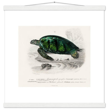Green Sea Turtle | Classic Semi - Glossy Poster with Hanger - Lyrea