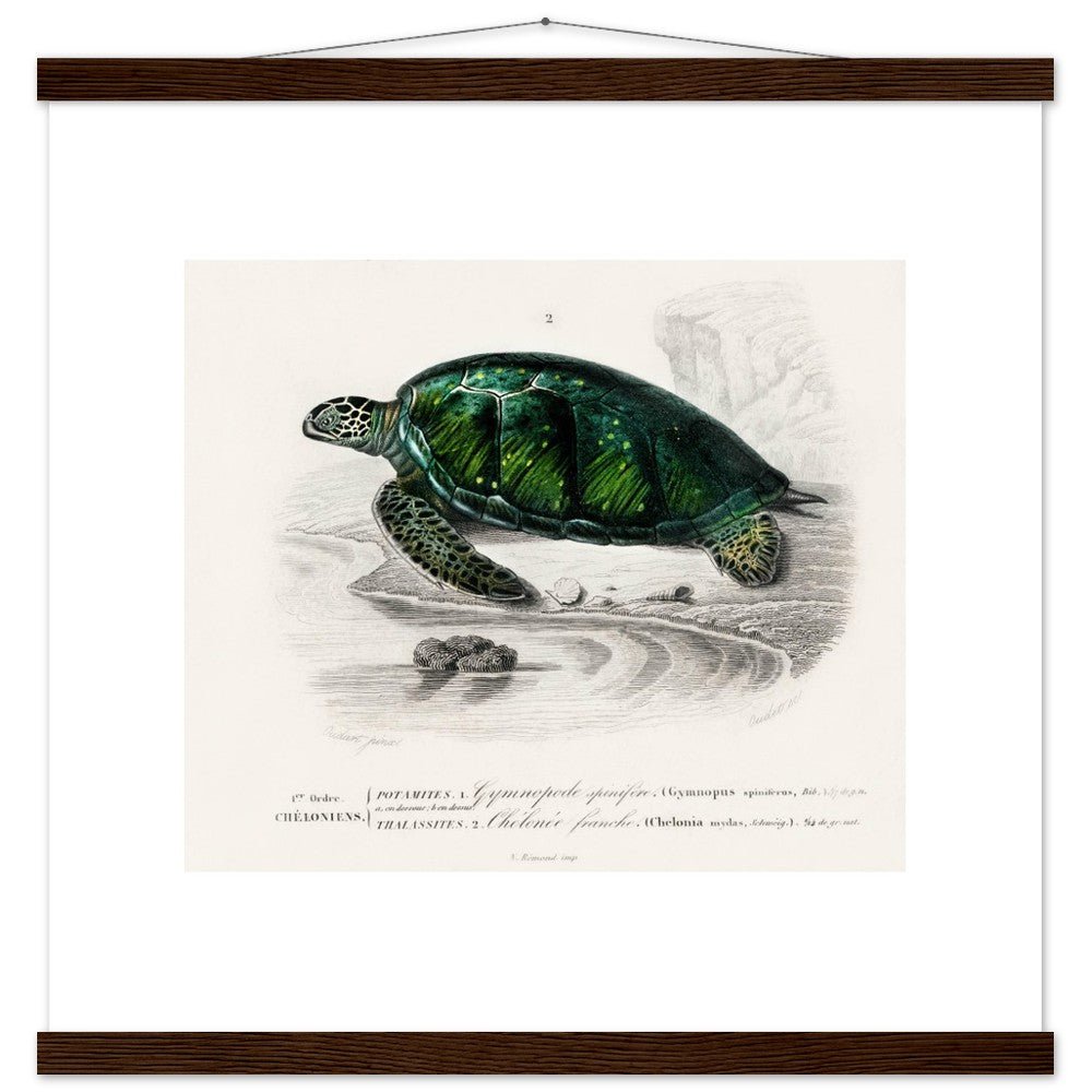 Green Sea Turtle | Classic Semi - Glossy Poster with Hanger - Lyrea